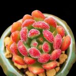 Echeveria Bella – My Succulents – Mysucculents (10)