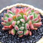 Echeveria Bella – My Succulents – Mysucculents (10)