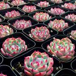 Echeveria Chihuahuaensis Poelln – My Succulents – Mysucculents (2)