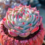 Echeveria Chihuahuaensis Poelln – My Succulents – Mysucculents (2)