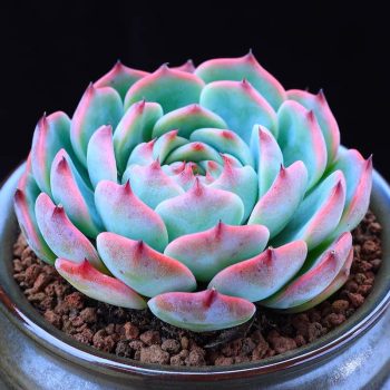 Echeveria Chihuahuaensis Poelln