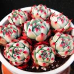 Echeveria Chihuahuaensis Poelln – My Succulents – Mysucculents (2)