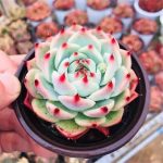 Echeveria Chihuahuaensis Poelln – My Succulents – Mysucculents (2)