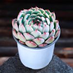 Echeveria Chihuahuaensis Poelln – My Succulents – Mysucculents (2)