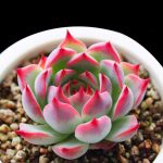 Echeveria Chihuahuaensis Poelln – My Succulents – Mysucculents (2)