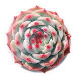 Echeveria Chihuahuaensis Poelln – My Succulents – Mysucculents (2)
