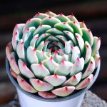 Echeveria Chihuahuaensis Poelln – My Succulents – Mysucculents (2)