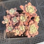 Echeveria Chloe – My Succulents – Mysucculents (4)