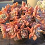Echeveria Chloe – My Succulents – Mysucculents (4)