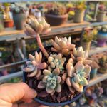 Echeveria Chloe – My Succulents – Mysucculents (4)