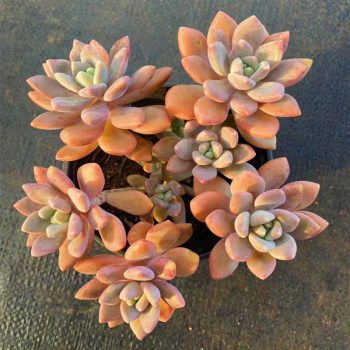 Echeveria Chloe