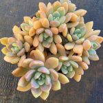 Echeveria Chloe – My Succulents – Mysucculents (4)