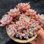 Echeveria Chloe – My Succulents – Mysucculents (4)