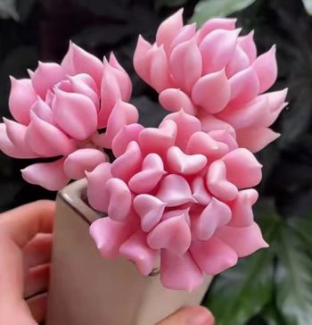 Echeveria Exotica