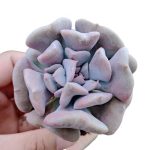 Echeveria Exotica – My Succulents – Mysucculents (2)