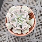 Echeveria Exotica – My Succulents – Mysucculents (2)