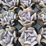 Echeveria Exotica – My Succulents – Mysucculents (2)