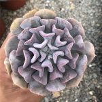 Echeveria Exotica – My Succulents – Mysucculents (2)