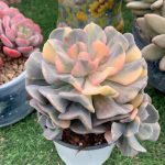 Echeveria Exotica – My Succulents – Mysucculents (2)