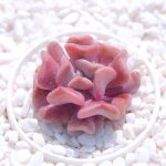 Echeveria Exotica – My Succulents – Mysucculents (2)