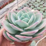 Echeveria Hakuhou – My Succulents – Mysucculents (8)