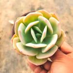 Echeveria Hakuhou – My Succulents – Mysucculents (8)