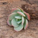 Echeveria Hakuhou – My Succulents – Mysucculents (8)