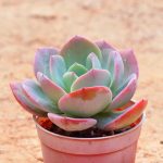 Echeveria Hakuhou – My Succulents – Mysucculents (8)