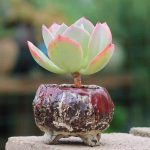 Echeveria Hakuhou – My Succulents – Mysucculents (8)