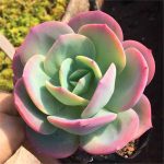 Echeveria Hakuhou – My Succulents – Mysucculents (8)