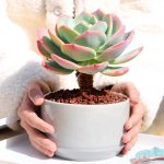 Echeveria Hakuhou – My Succulents – Mysucculents (8)