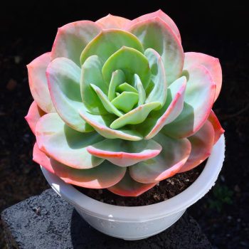 Echeveria Hakuhou