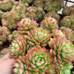 Echeveria Markus – My Succulents – Mysucculents (4)