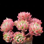 Echeveria Markus – My Succulents – Mysucculents (4)