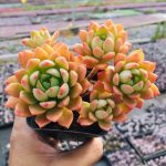 Echeveria Markus – My Succulents – Mysucculents (4)