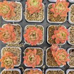 Echeveria Markus – My Succulents – Mysucculents (4)