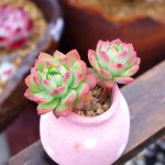 Echeveria Markus – My Succulents – Mysucculents (4)
