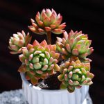 Echeveria Markus – My Succulents – Mysucculents (4)