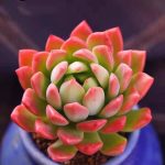 Echeveria Markus – My Succulents – Mysucculents (4)