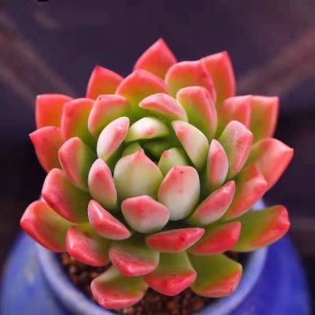 Echeveria Markus