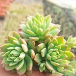 Echeveria Markus – My Succulents – Mysucculents (4)