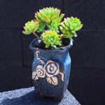 Echeveria Markus – My Succulents – Mysucculents (4)