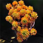 Echeveria Markus – My Succulents – Mysucculents (4)