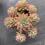 Echeveria Markus – My Succulents – Mysucculents (4)