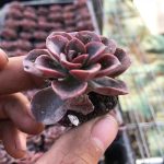 Echeveria Melaco – My Succulents – Mysucculents (11)