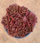 Echeveria Melaco – My Succulents – Mysucculents (11)