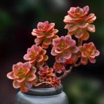 Echeveria Melaco – My Succulents – Mysucculents (11)
