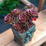 Echeveria Melaco – My Succulents – Mysucculents (11)