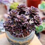 Echeveria Melaco – My Succulents – Mysucculents (11)