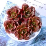 Echeveria Melaco – My Succulents – Mysucculents (11)